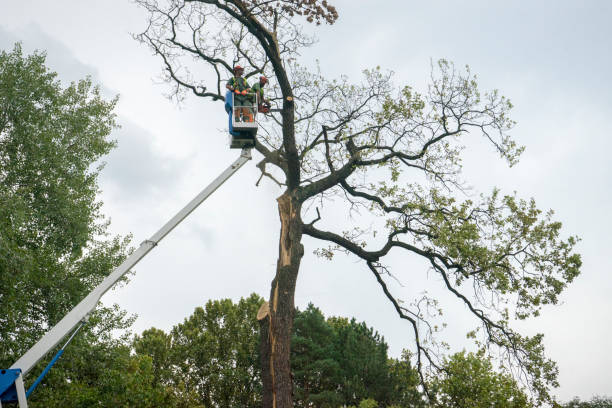 How Our Tree Care Process Works  in  Maxton, NC